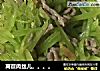 莴苣肉丝儿。。。。的做法