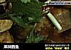 麻辣鳕鱼的做法