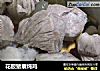 花胶猪展炖鸡的做法