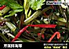 芹菜拌海带的做法