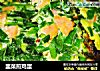 韭菜煎鸡蛋的做法