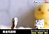 黄金鸡翅根的做法