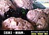 【苏菜】--淮扬狮子头的做法