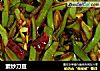 素炒刀豆的做法