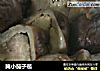 腌小茄子苞的做法