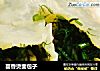 茴香烫面包子的做法