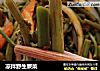凉拌野生蕨菜的做法
