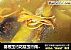 葛根玉竹花菇玉竹炖鸡汤的做法
