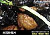 木耳炒肉片的做法