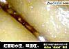 红薯粉水饺，味道杠杠的的做法