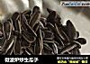 微波炉炒生瓜子的做法