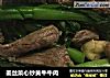 姜丝菜心炒黄牛牛肉的做法