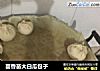 茴香苗大白瓜包子的做法
