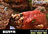 番茄炖牛肉的做法