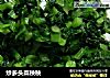 炒多头菜秧秧的做法
