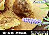 爱心早餐必备的萌蘑菇包的做法