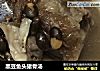 黑豆鱼头猪骨汤的做法