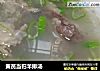 黄芪当归羊排汤的做法