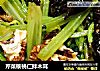 芹菜核桃仁拌木耳的做法