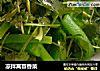 凉拌莴苣香菜的做法