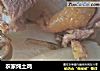 农家炖土鸡的做法
