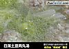 白菜土豆肉丸汤的做法