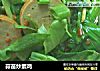 蒜苗炒素鸡的做法