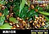 油浇小白菜的做法