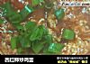 西红柿炒鸡蛋的做法