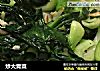 炒大青菜的做法