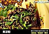 黄凉粉的做法