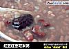 红豆红枣双米粥的做法