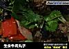 生汆牛肉丸子的做法