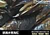 鲜美水煮海虹的做法