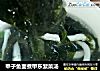 甲子鱼面煮甲东紫菜汤的做法