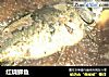 红烧鲫鱼的做法