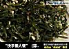 “快手懒人餐”（蒜香海带丝）的做法