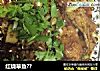 红烧草鱼??的做法