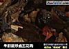 牛肝菌炒卤五花肉的做法