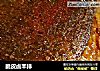 脆皮卤羊排的做法