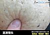 豆渣馒头的做法