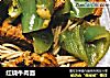 红烧牛肉面的做法