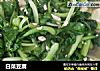 白菜豆腐的做法