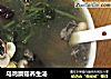 乌鸡蘑菇养生汤的做法
