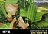 炒芥菜的做法