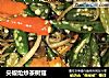 尖椒炝炒茶树菇的做法