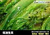 蠔油生菜的做法