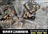 营养师手工熬制阿胶糕的做法