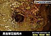 蒸虫草花瘦肉水的做法