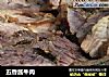 五香酱牛肉的做法